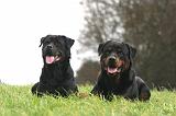 ROTTWEILER 639